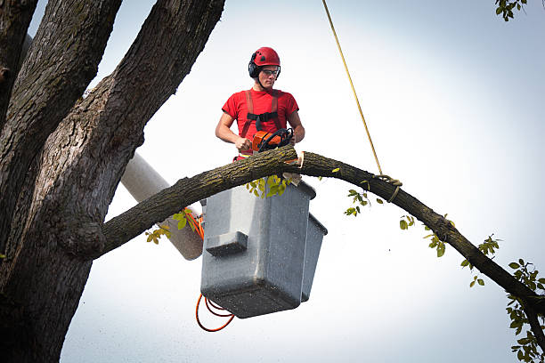 How Our Tree Care Process Works  in  Litchfield Park, AZ